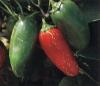 Jalapeno